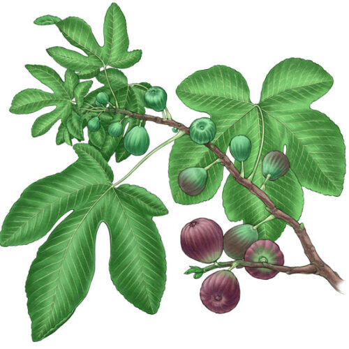 All About Growing Figs